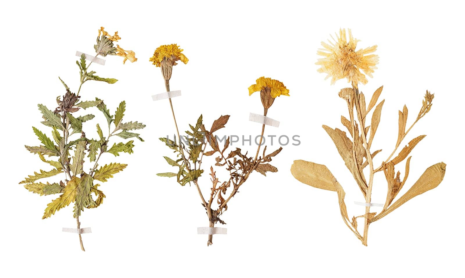 Set of herbarium wild dry pressed flowers and leaves, isolated