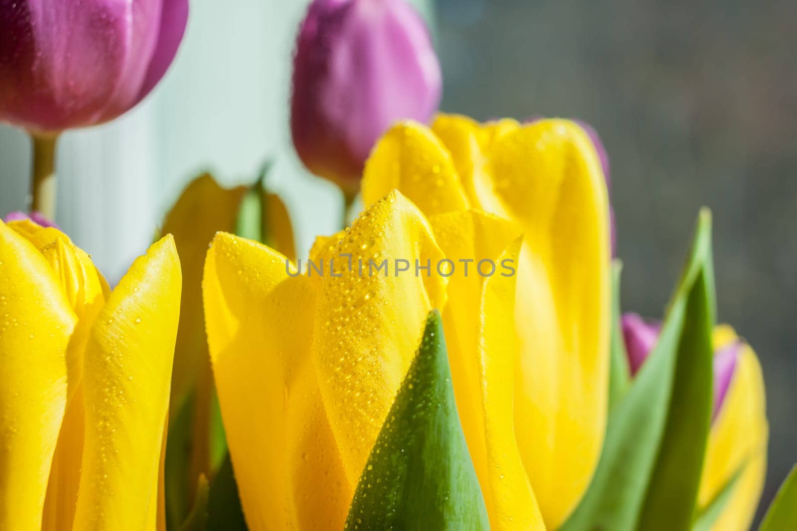 beautiful wet yellow and violet spring tulips in sunlight