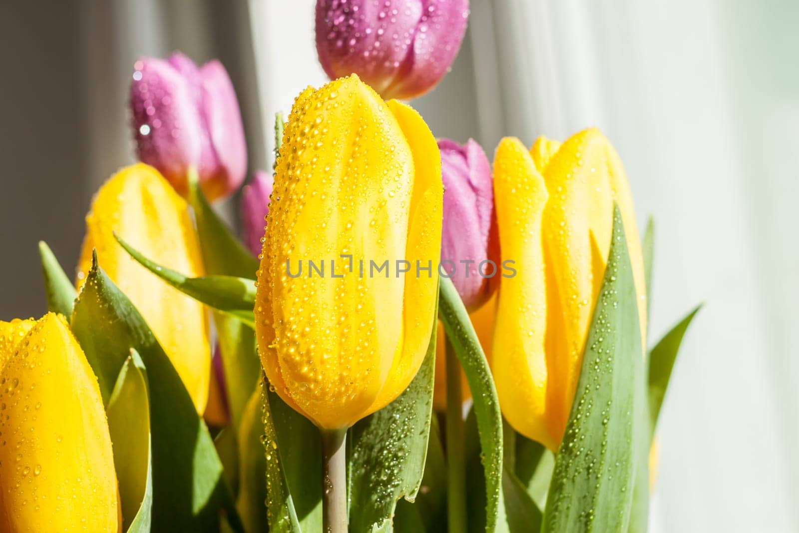 beautiful wet yellow and violet spring tulips in sunlight