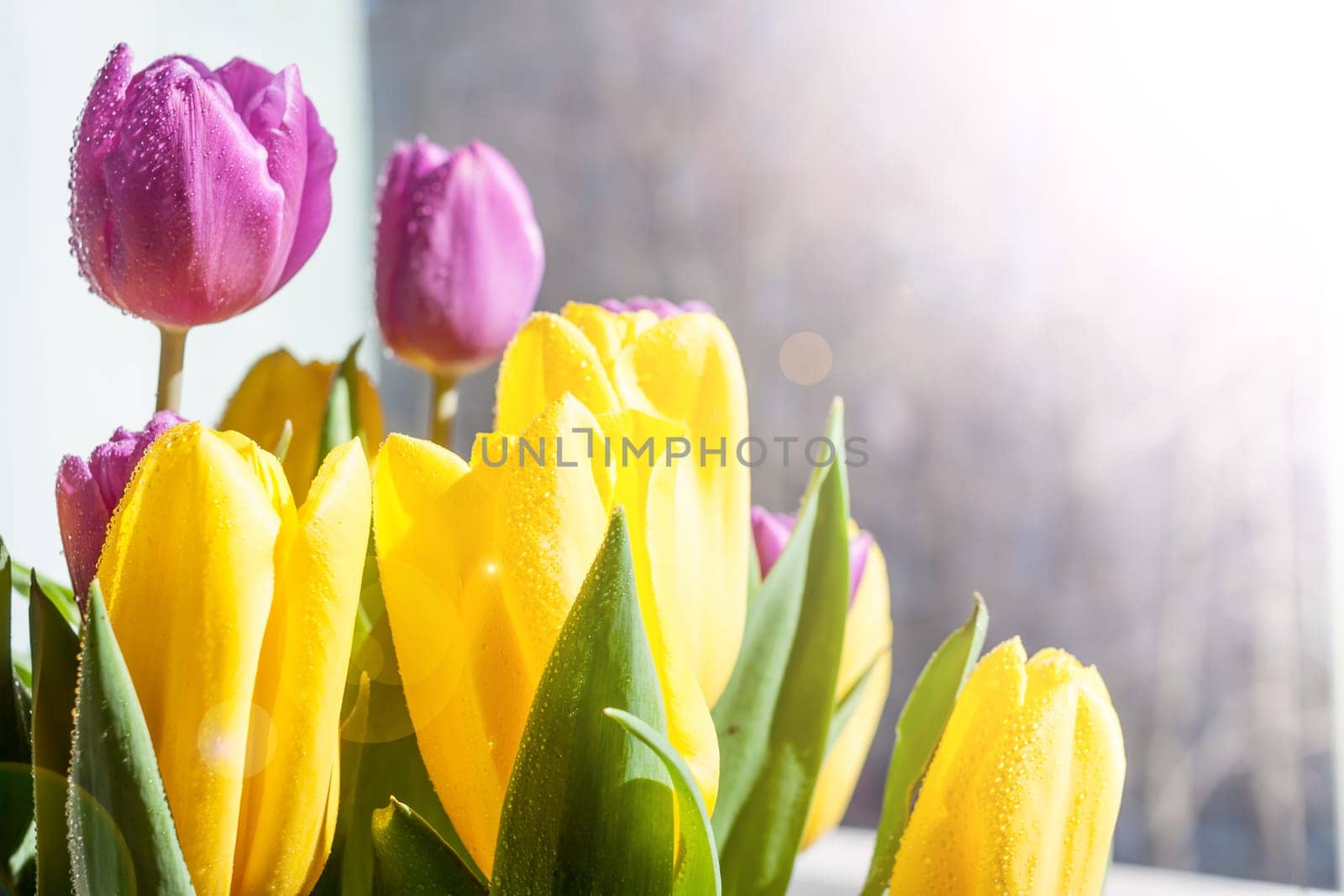 beautiful wet yellow and violet spring tulips in sunlight