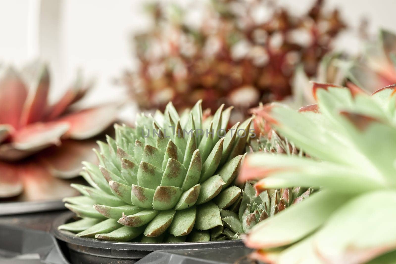 beautiful geometric set of succulents in garden can be background