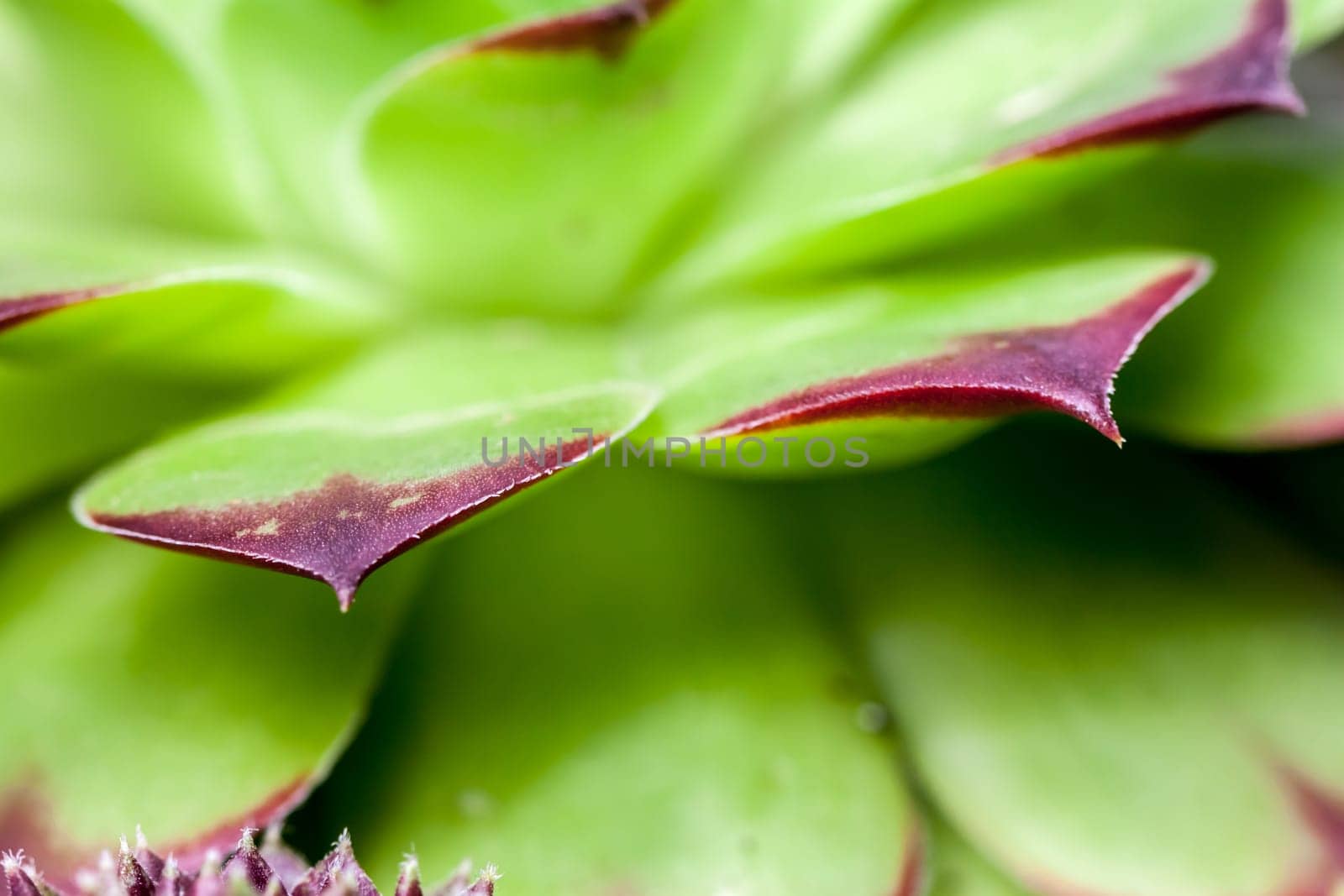 beautiful geometric green succulent can be background selective focus