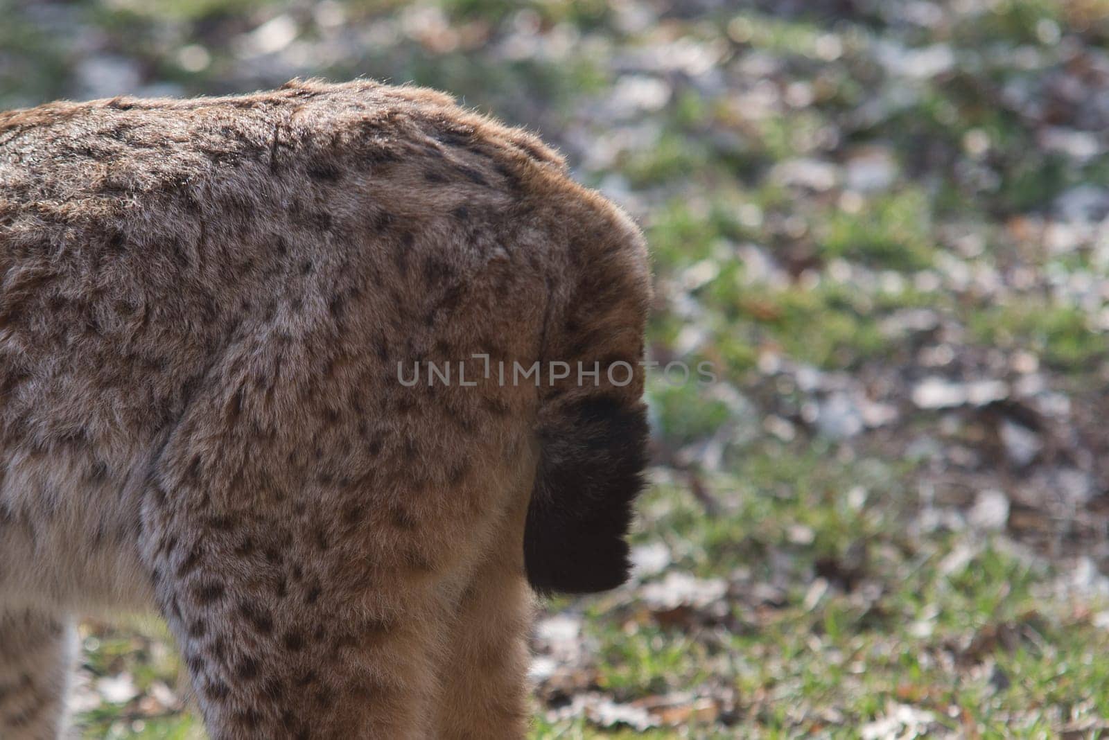 close up on lynx short tail