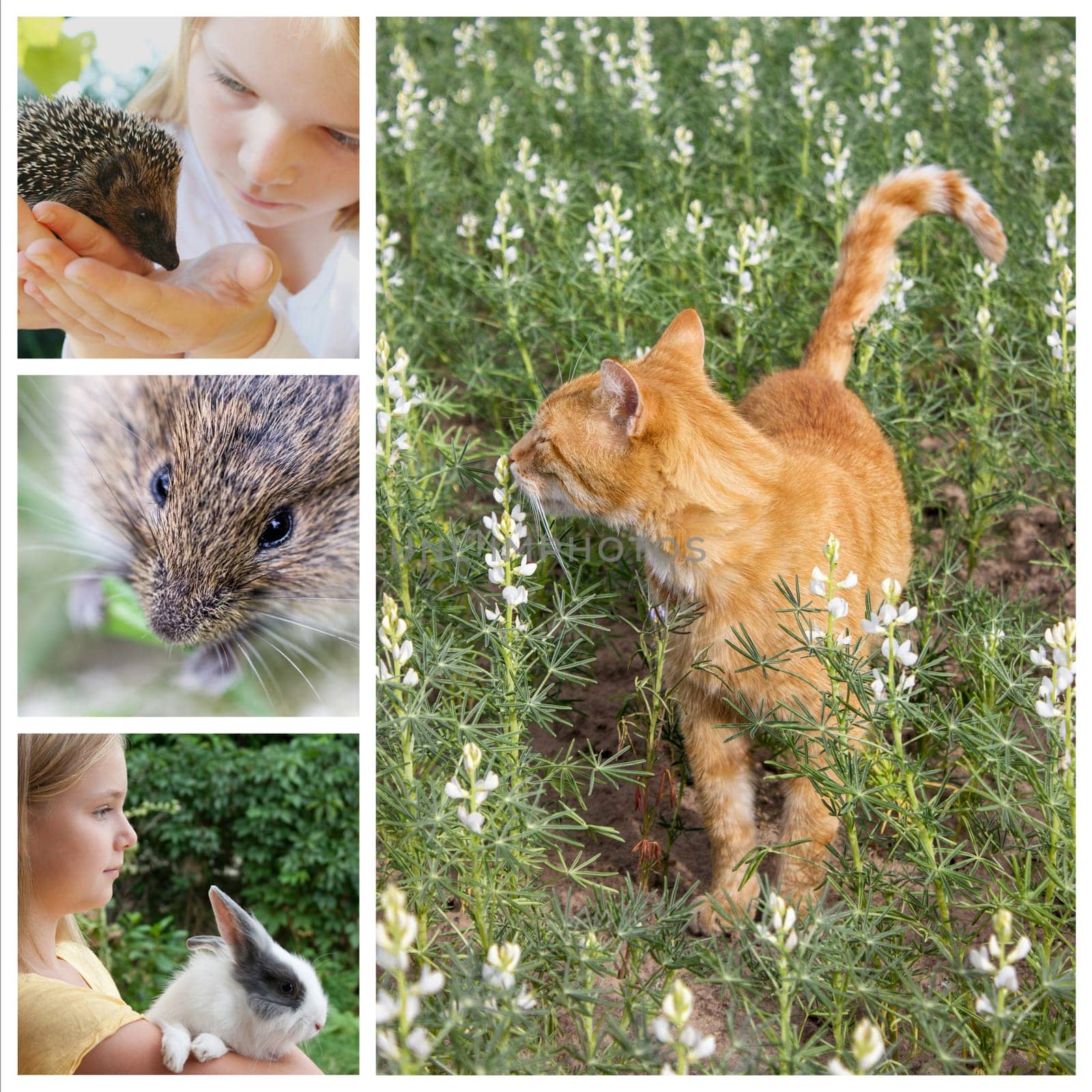 Collage with animals and children in the garden