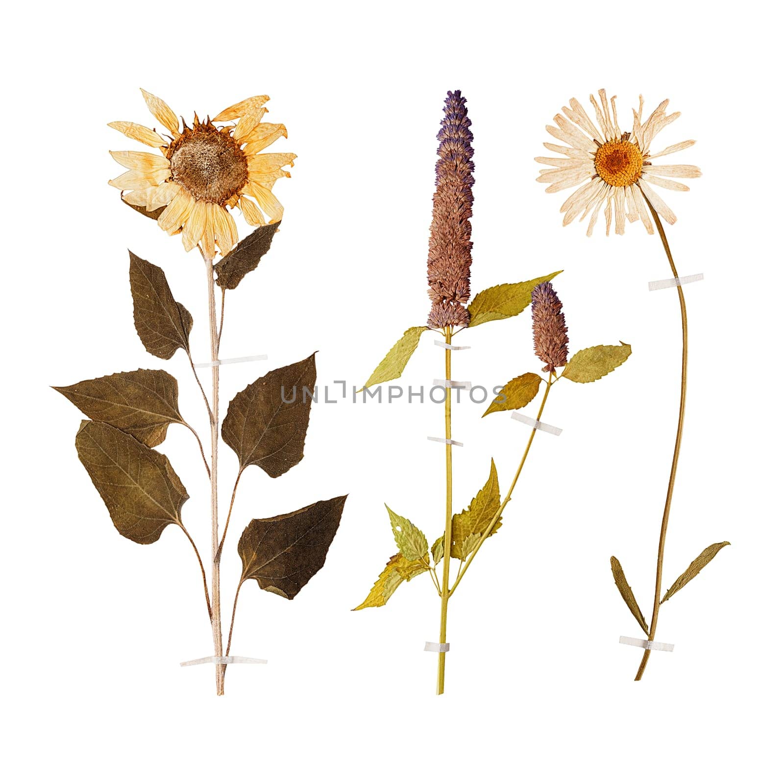 Set of herbarium wild dry pressed flowers and leaves, isolated