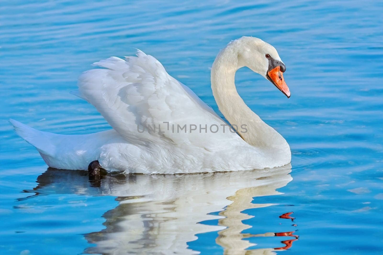 White Swan on the Lake