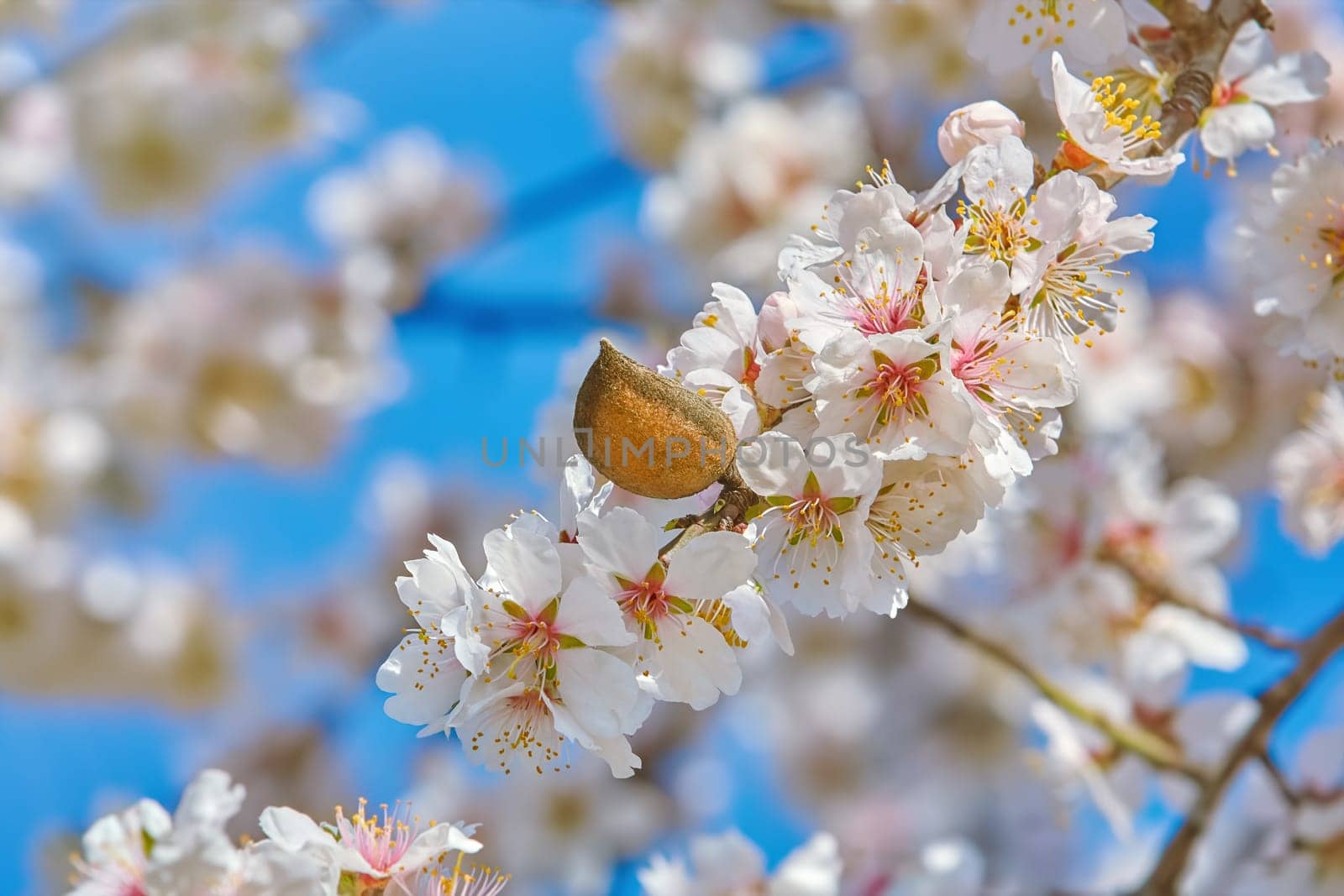 Branch of a Blossoming Almond Tree