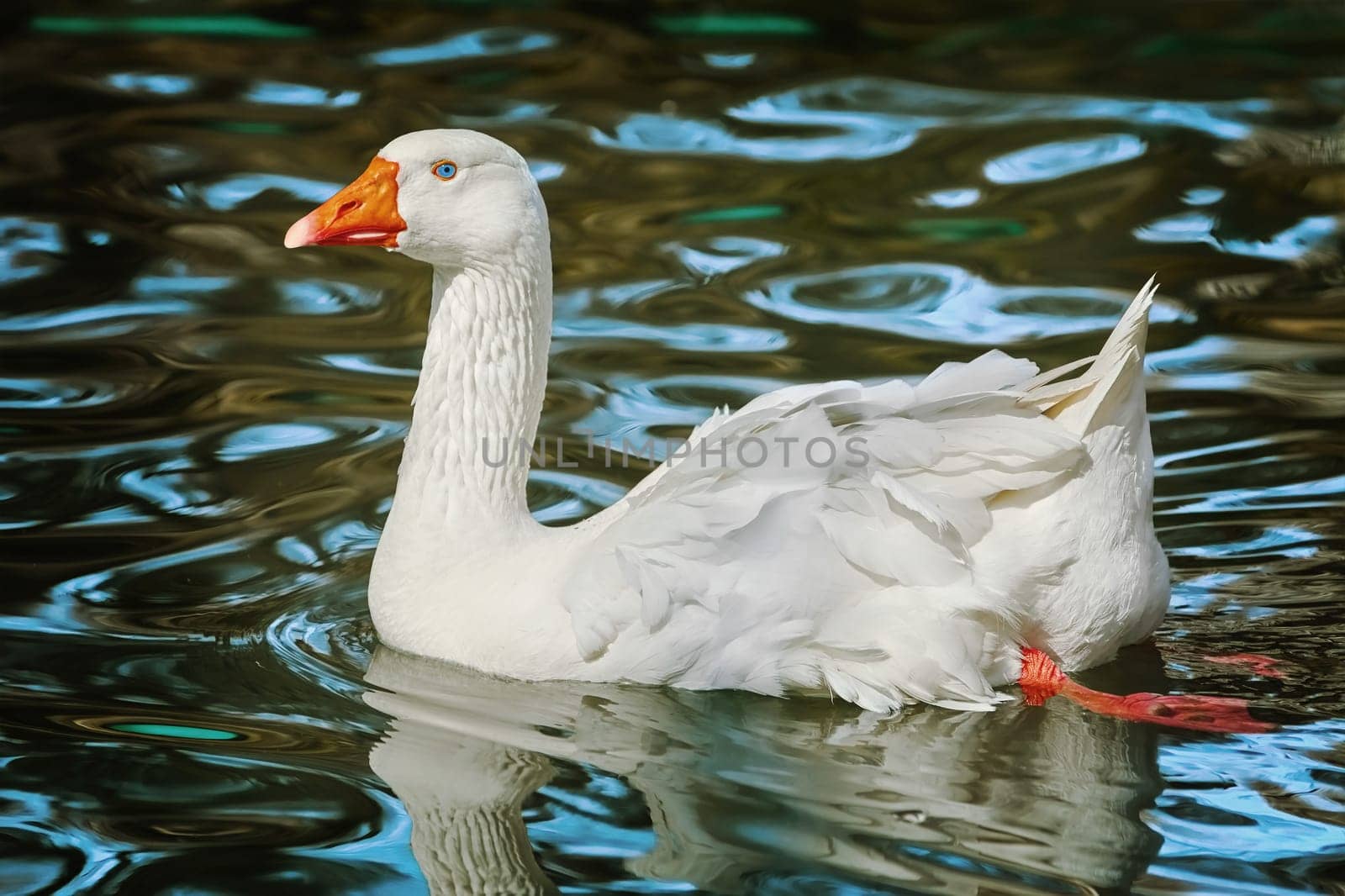 White Goose on the Lake