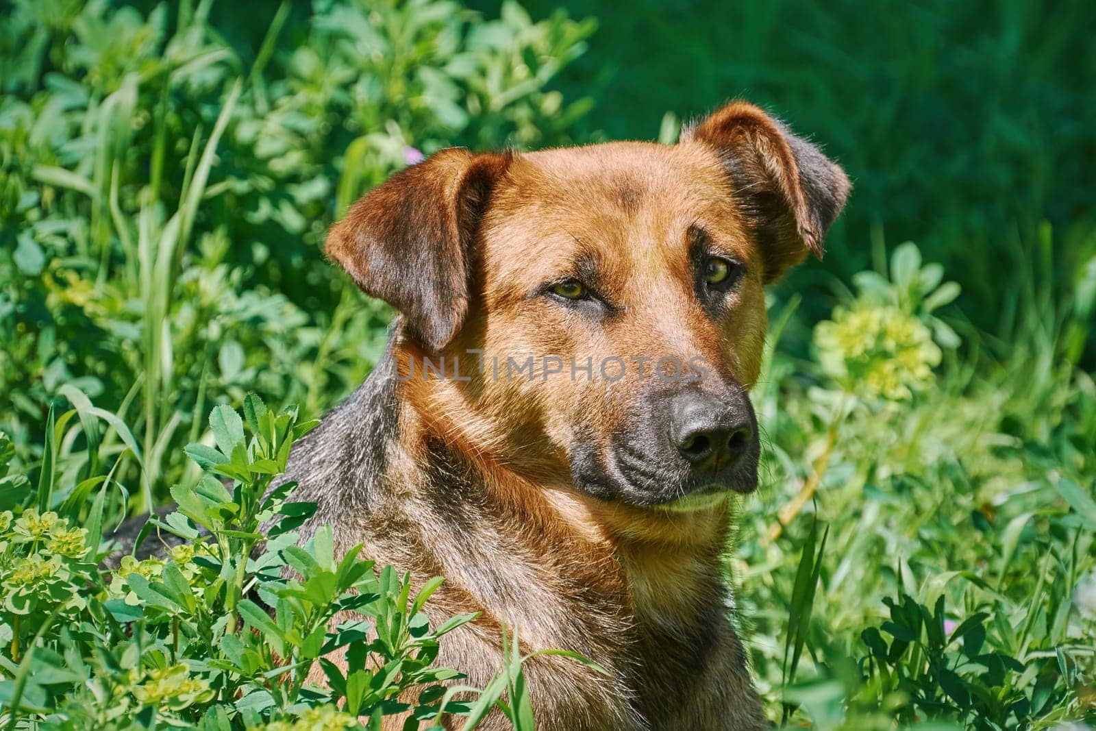 Portrait of Street Dog among the Grass