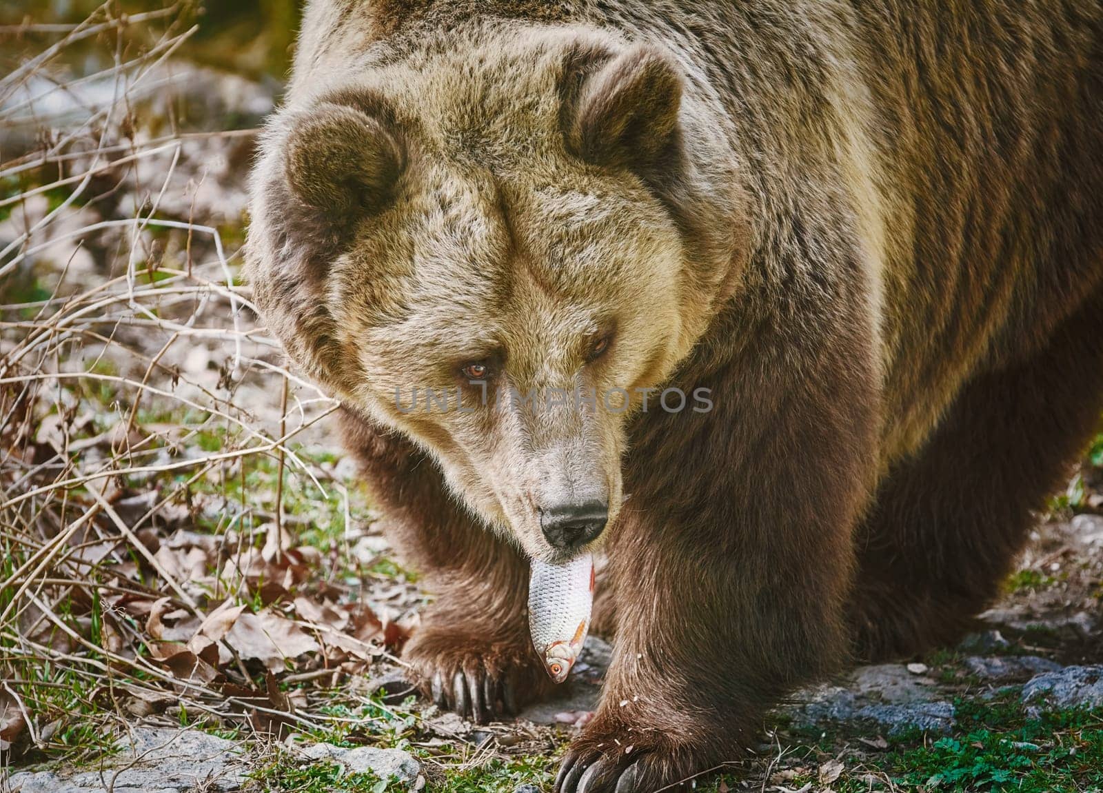 Brown Bear Eats a Frech Catched Fish
