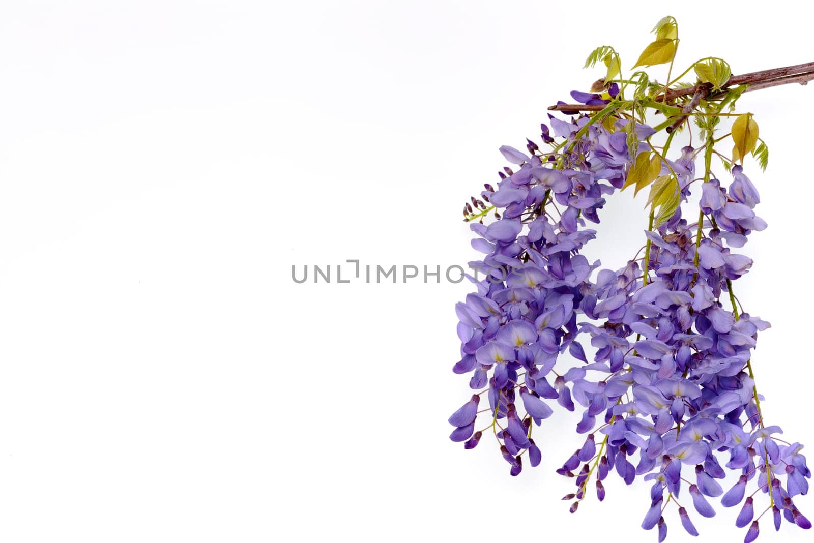 Wisteria flowers, green leaves border for an angle of page over a white background. decorative element