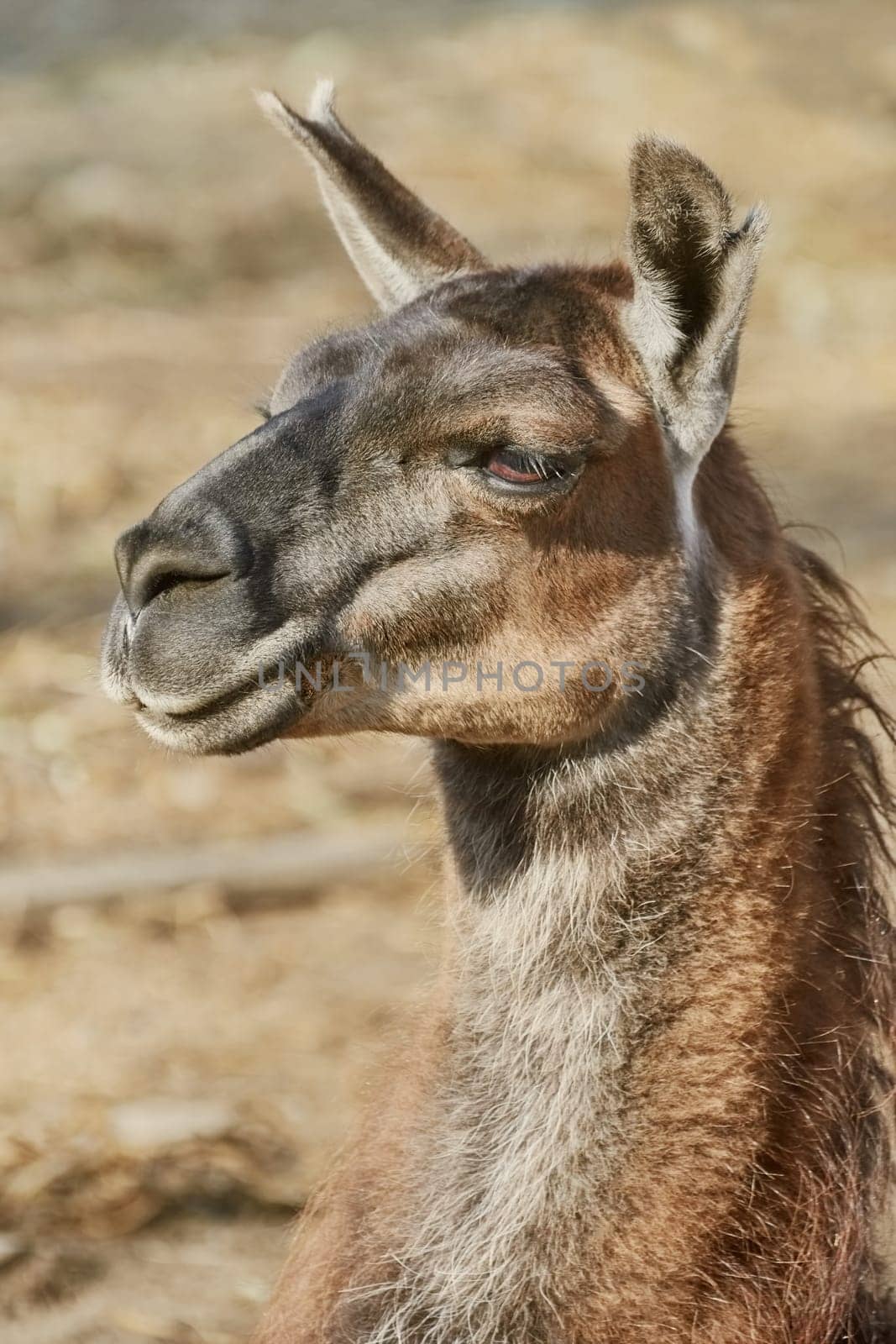 Portrait of Llama
