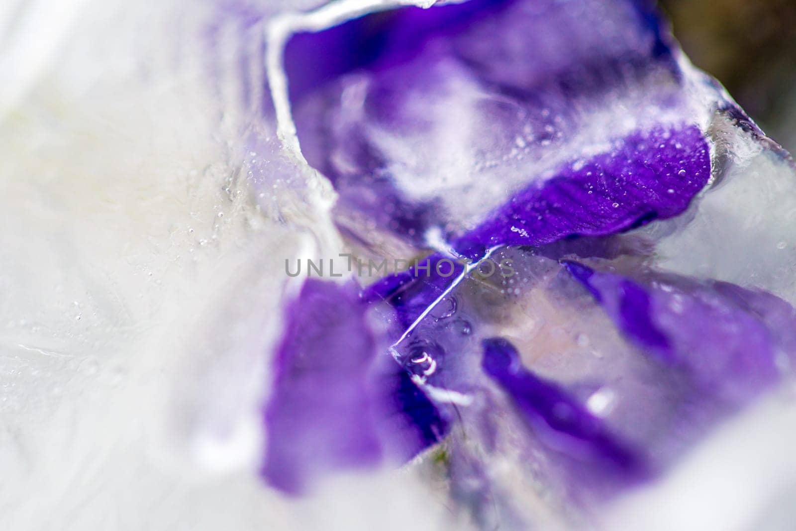 Flowers in ice