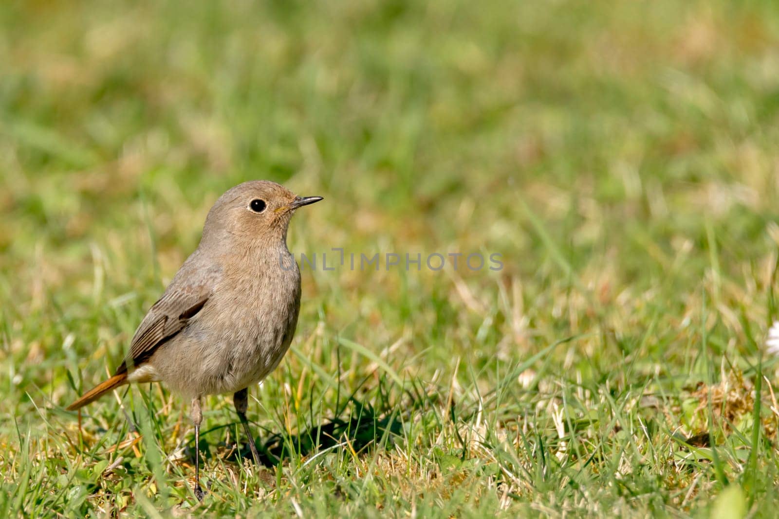 Garden redstart on the meadow