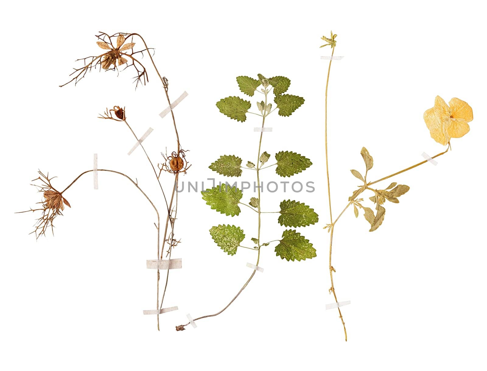 Set of herbarium wild dry pressed flowers and leaves, isolated