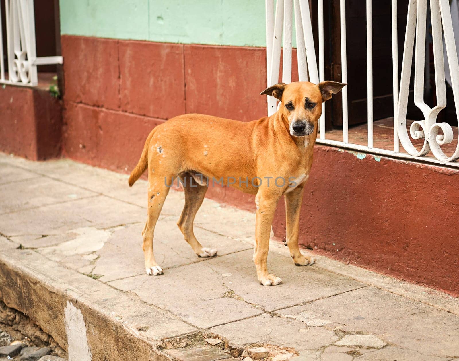 one Brown street dog looking for food