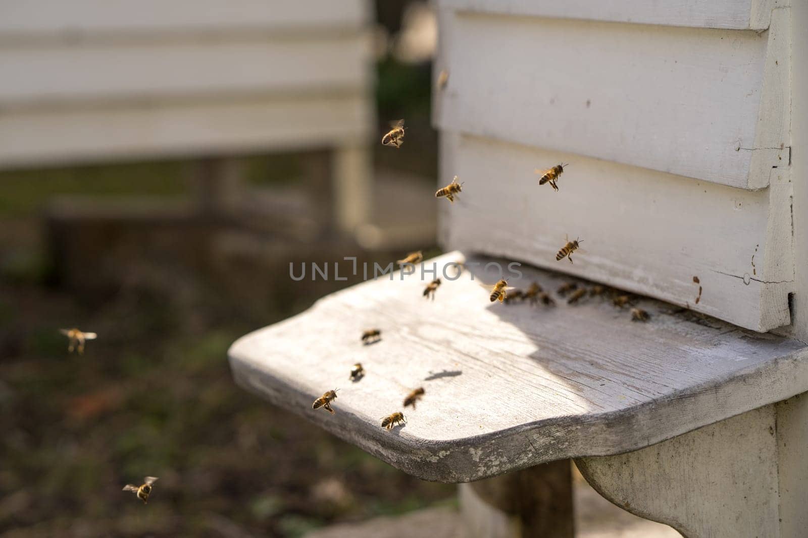 White Hives with a lively traffic of bees buzzing fly in and out of the hive in their hunt for food, Pollen
