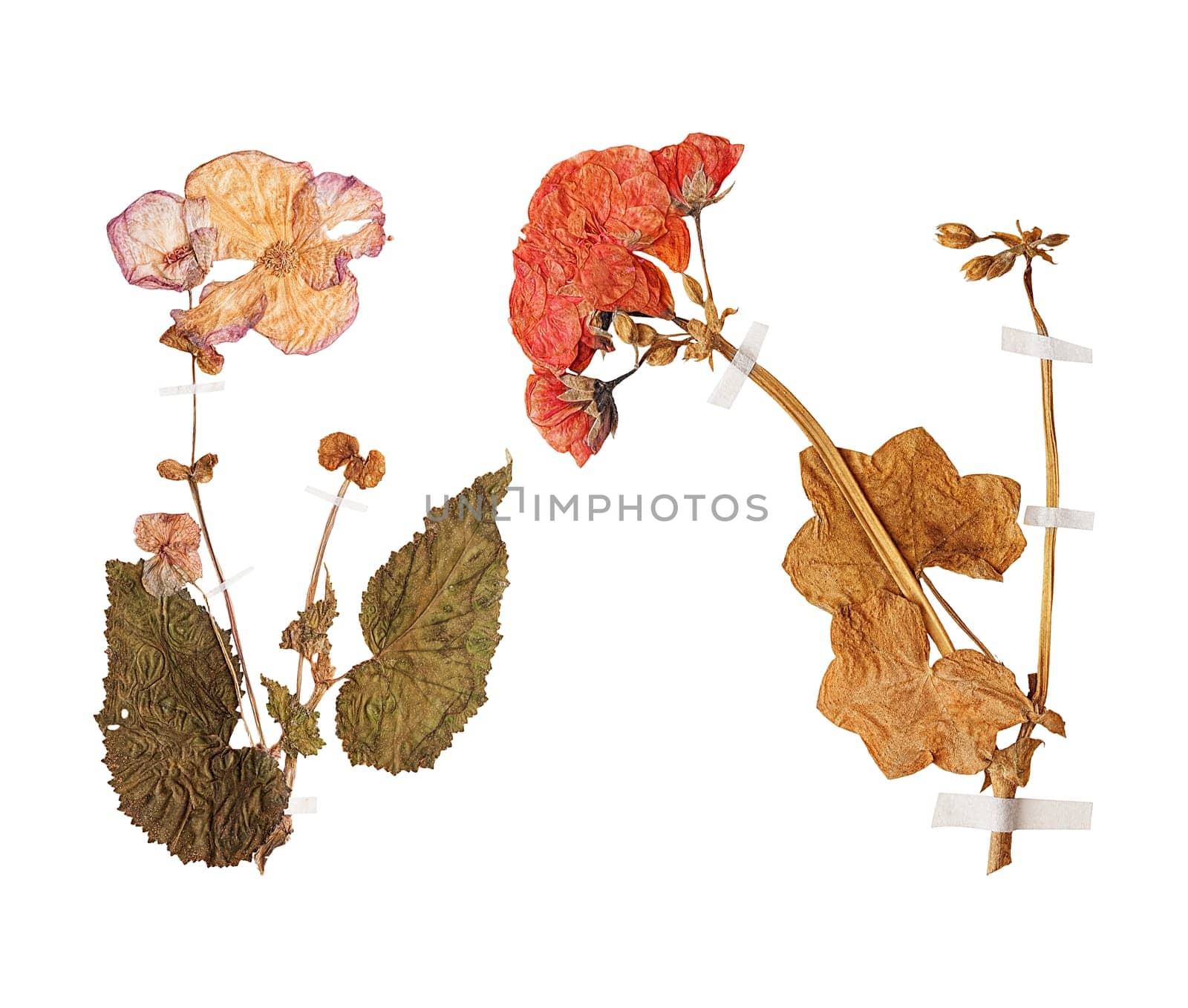 Set of herbarium wild dry pressed flowers and leaves, isolated