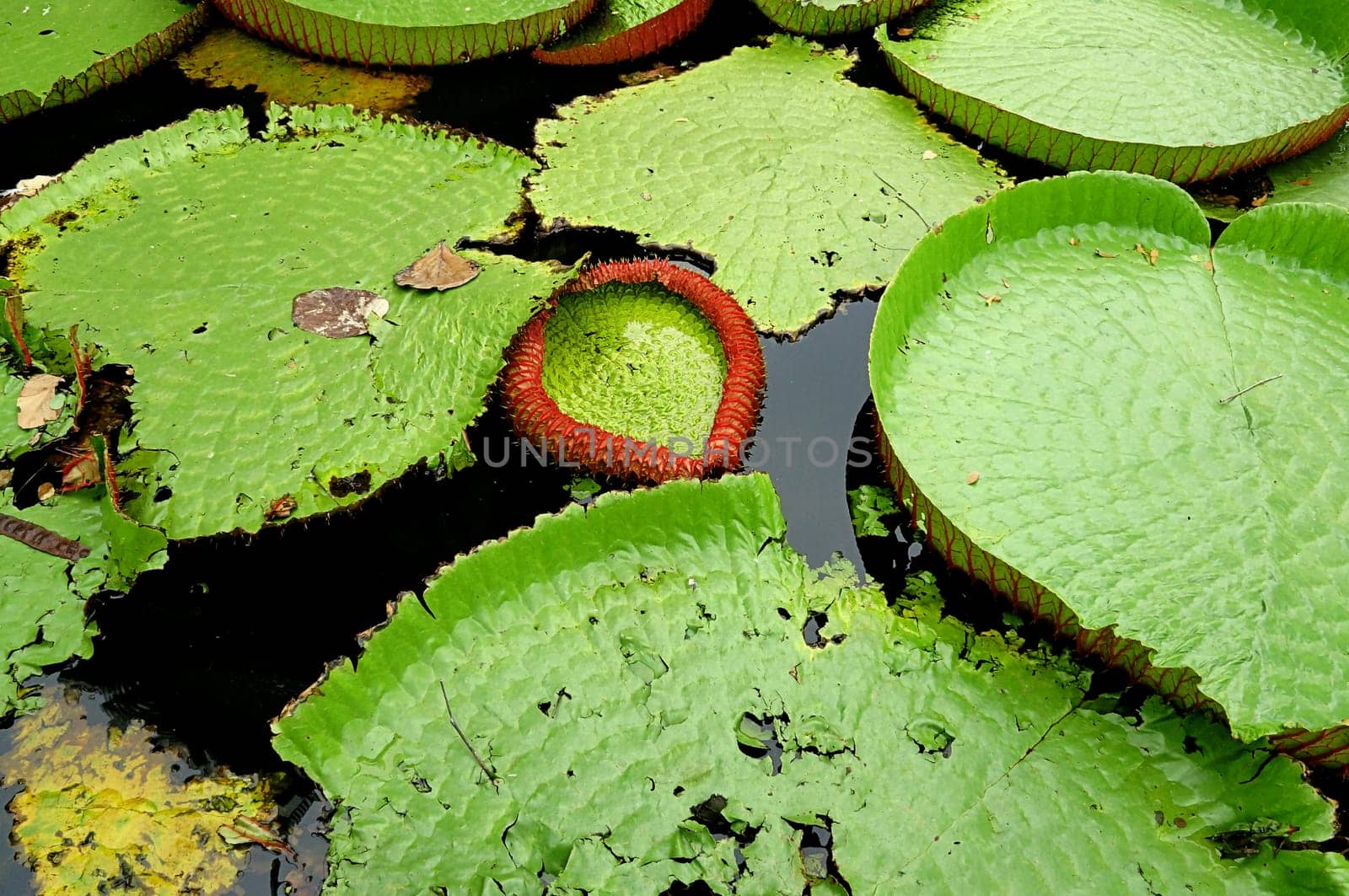 water lilly  lake nature day