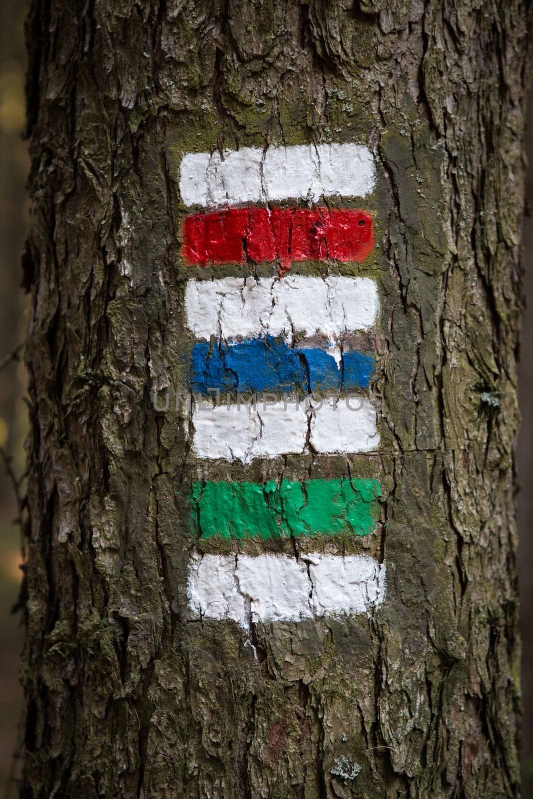 Colorful signs for hiking on the bark of a tree
