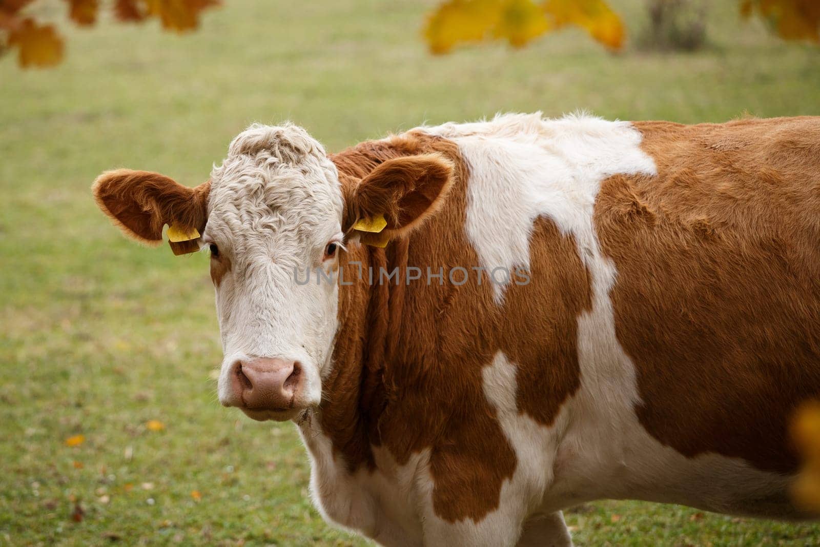 Brown and white dairy cow in pasture, Czech Republic
