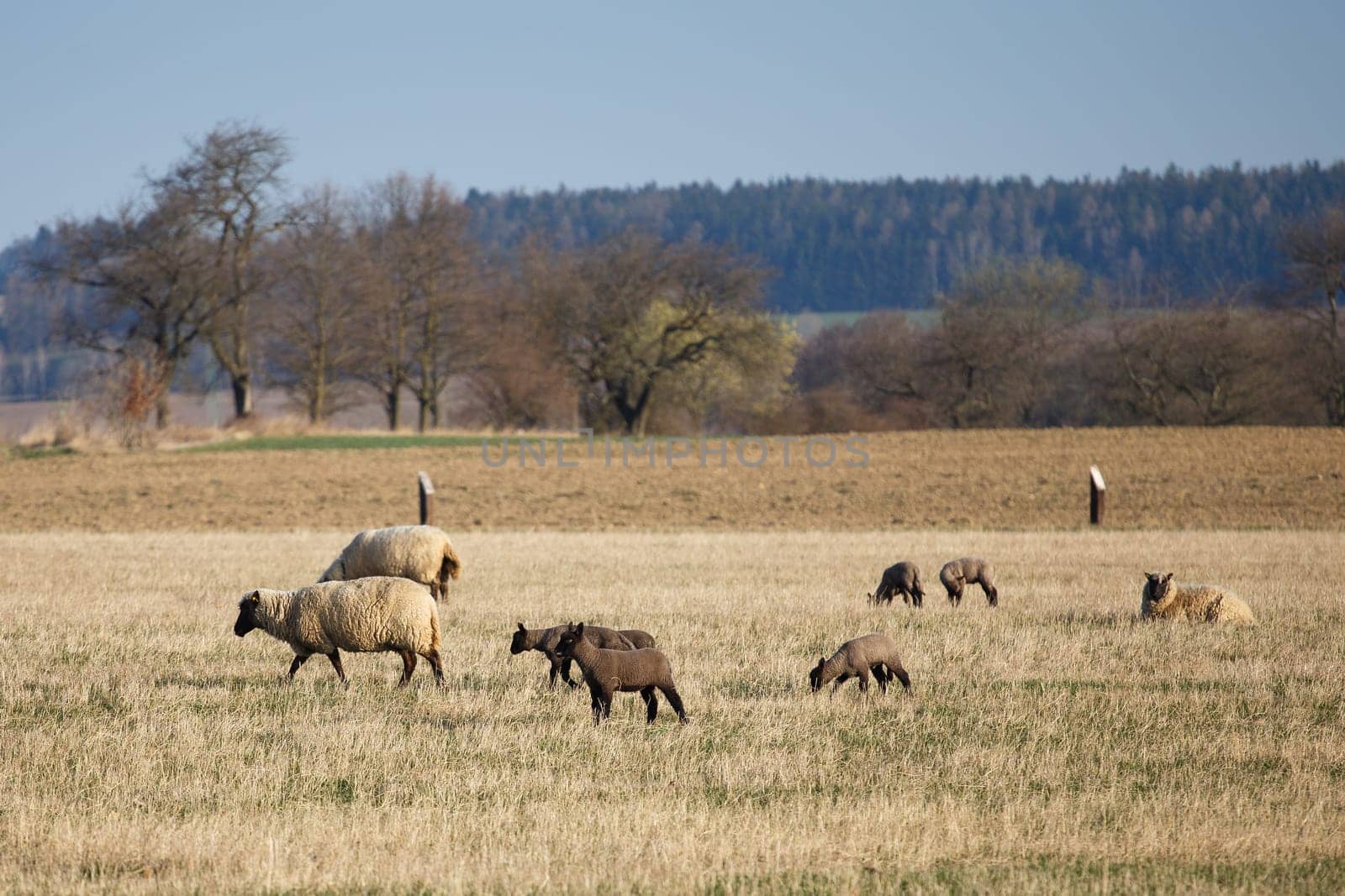 Sheep with lambs on pasture, spring time