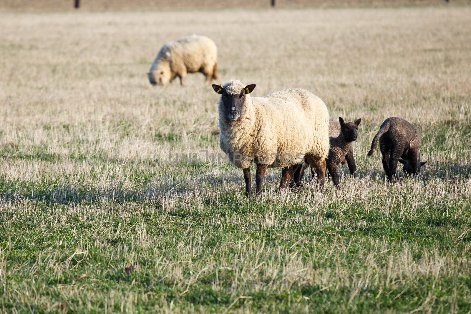 Sheep with lambs on pasture, spring time