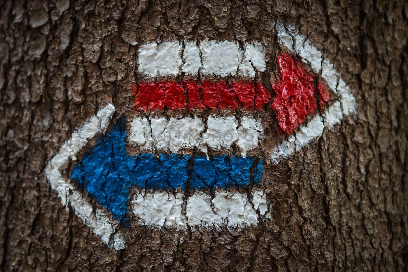 Colorful signs for hiking on the bark of a tree, arrow-shaped