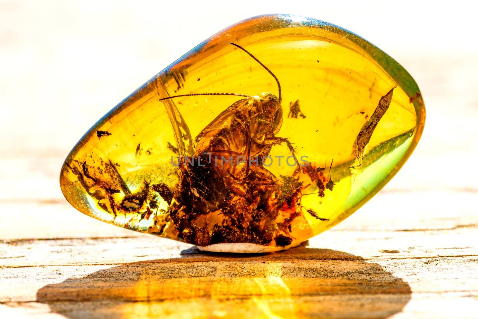 Amber with insect