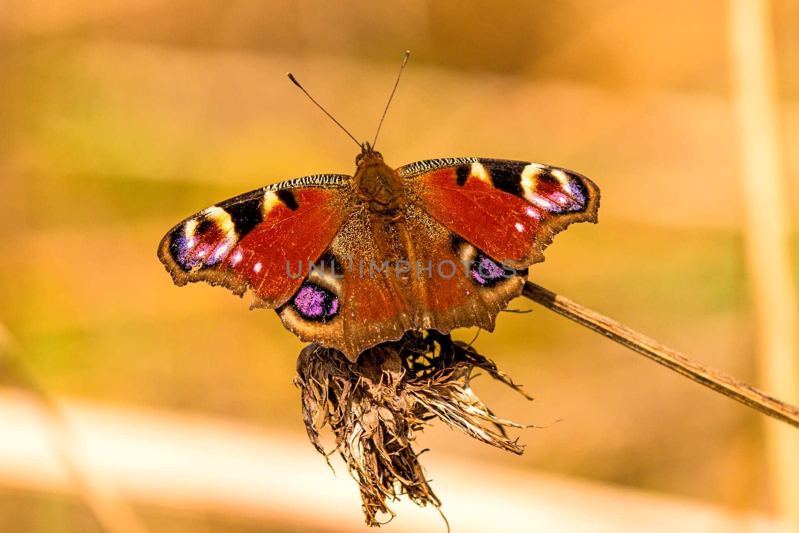 Peacock