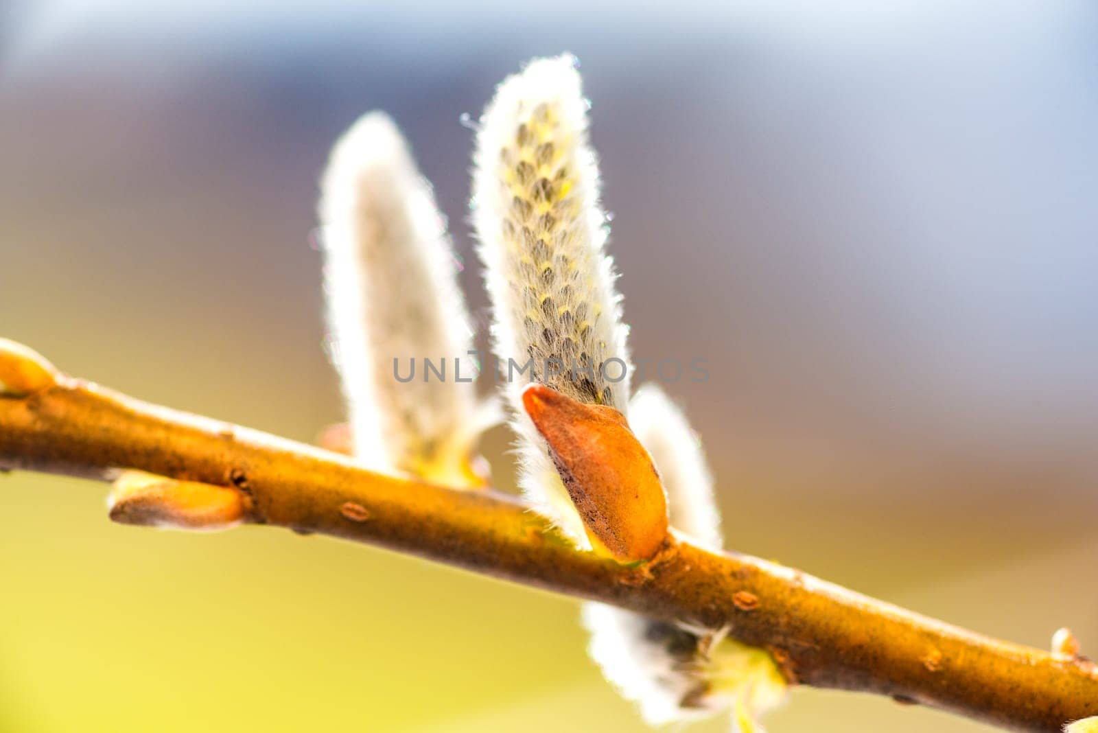 Willow blossom in the spring