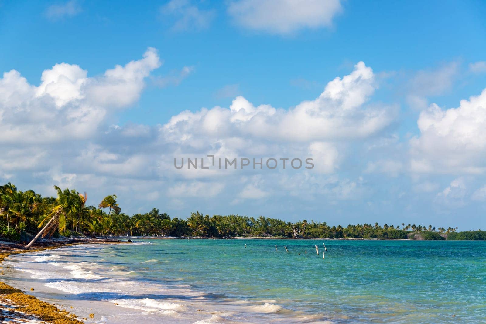 Tropical beach lined with palm trees in Punta Allen in the Sian Kaan Biosphere Reserve near Tulum, Mexico