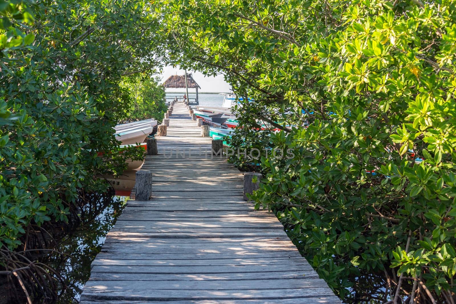 Pier passing through mangrove trees in Punta Allen, Mexico in the Sian Kaan Biosphere Reserve