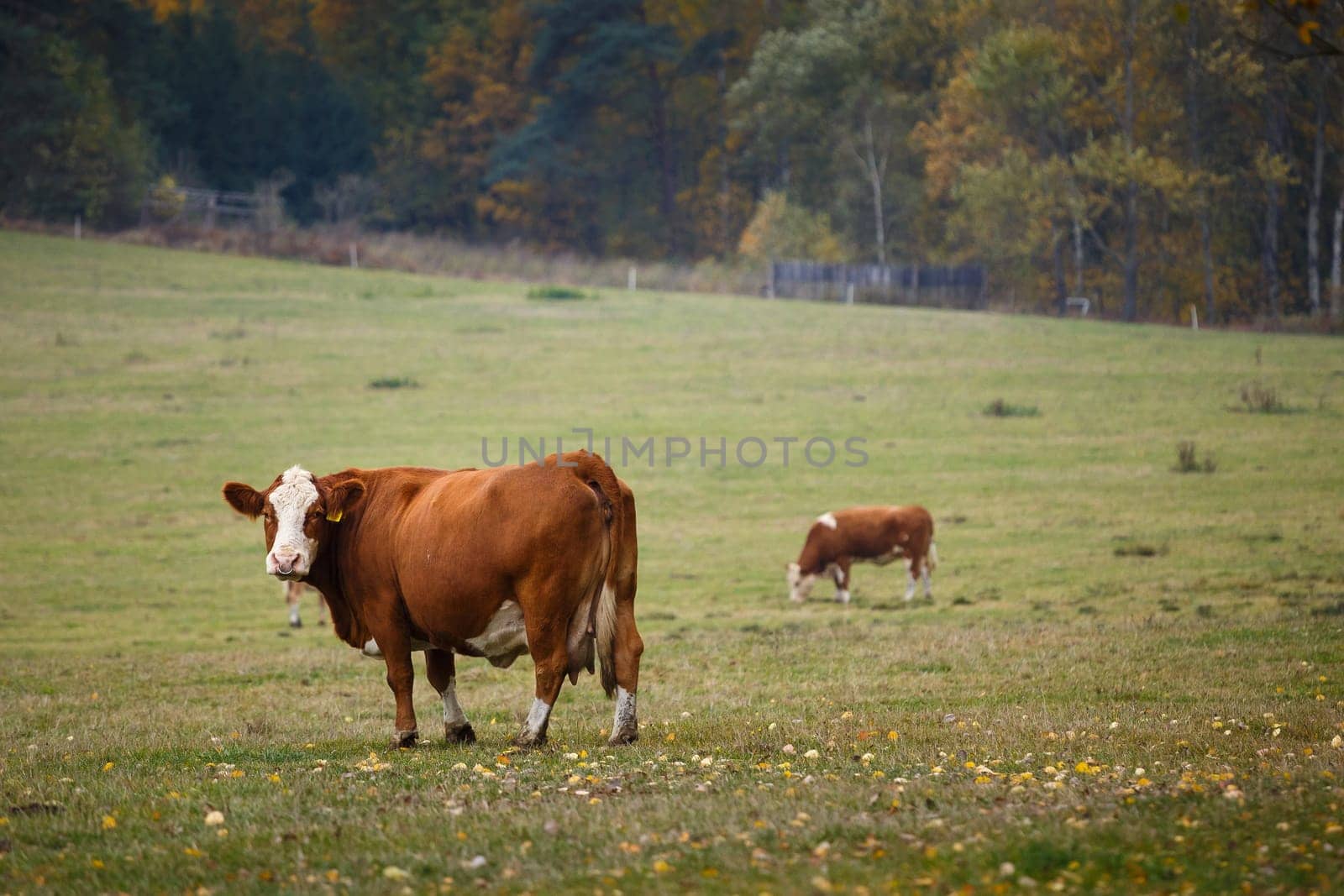 Cows grazing on autumn pasture