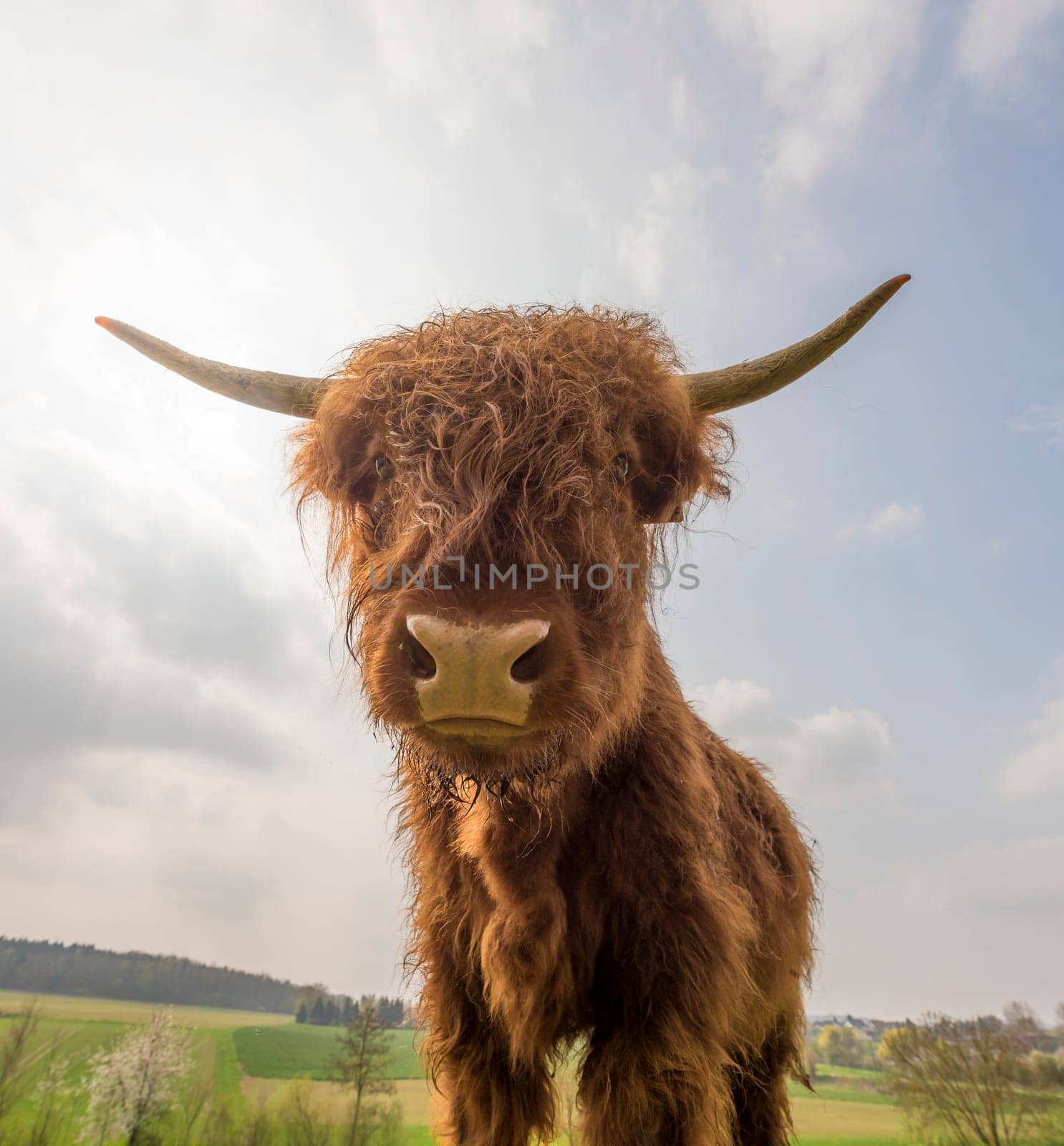 Scottish Highland cattle on a pasture