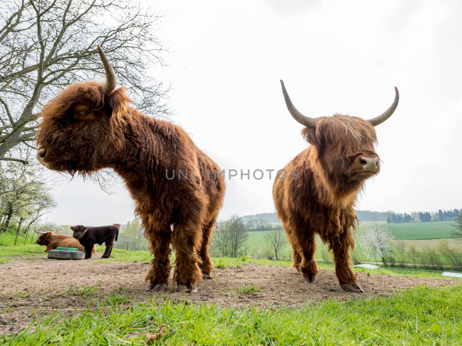 Scottish Highland cattle on a pasture