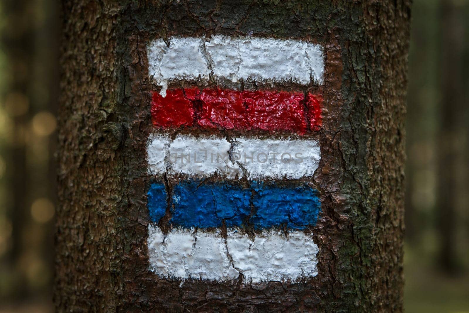 Colorful signs for hiking on the bark of a tree