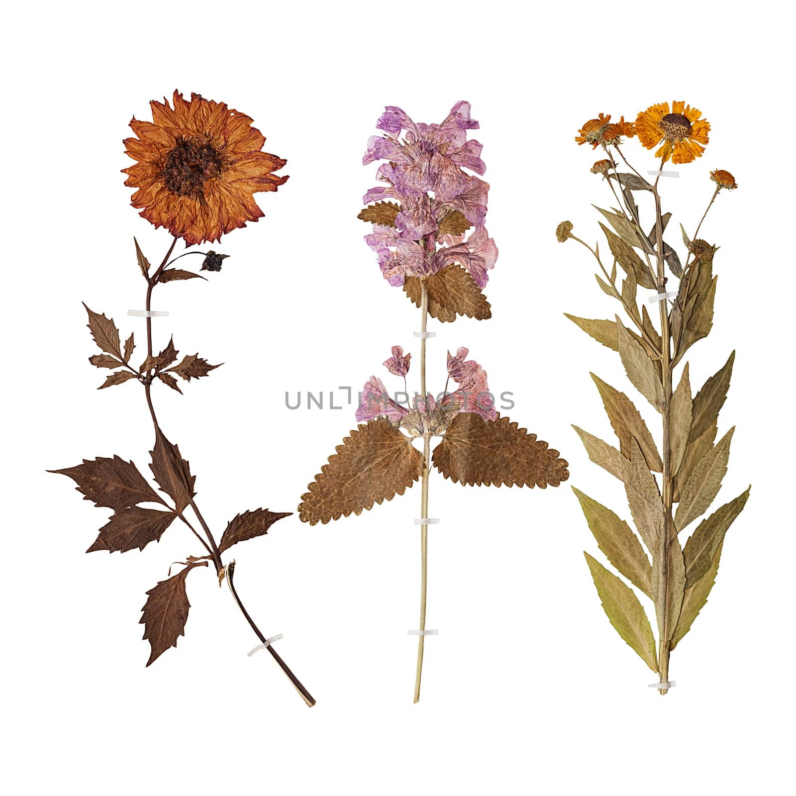 Set of herbarium wild dry pressed flowers and leaves, isolated