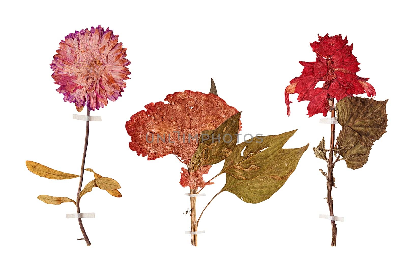 Set of herbarium wild dry pressed flowers and leaves, isolated