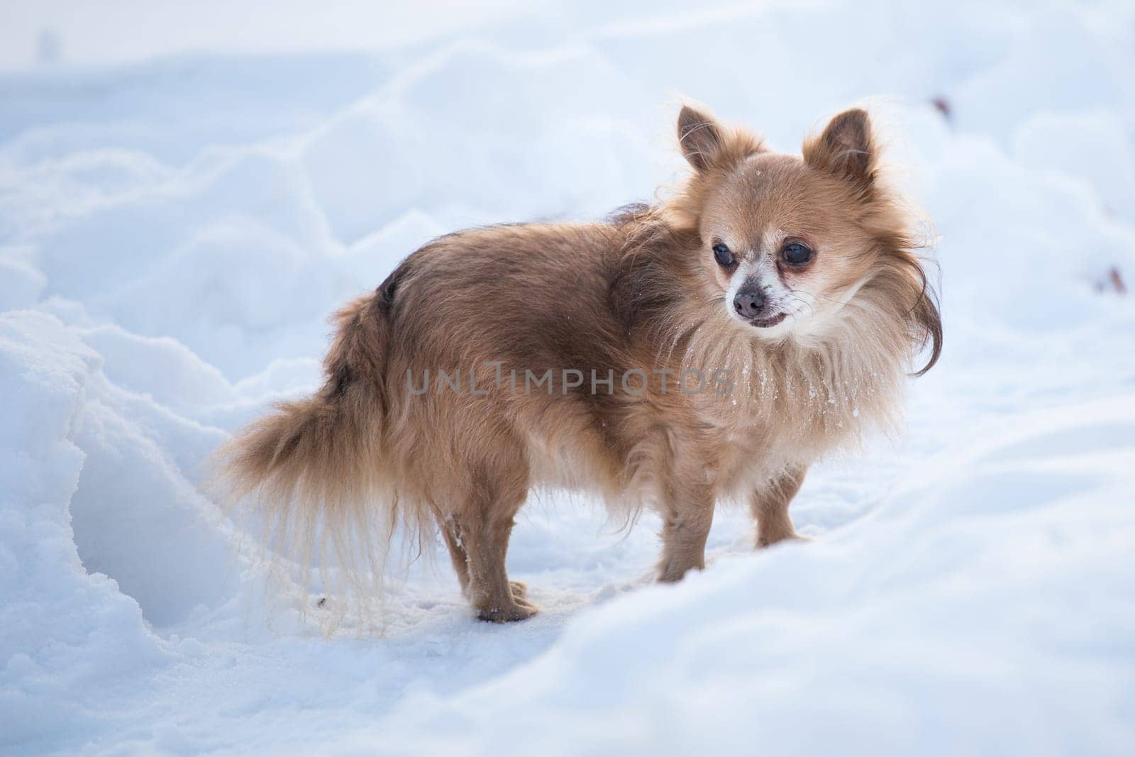 Old Chihuahua in the snow