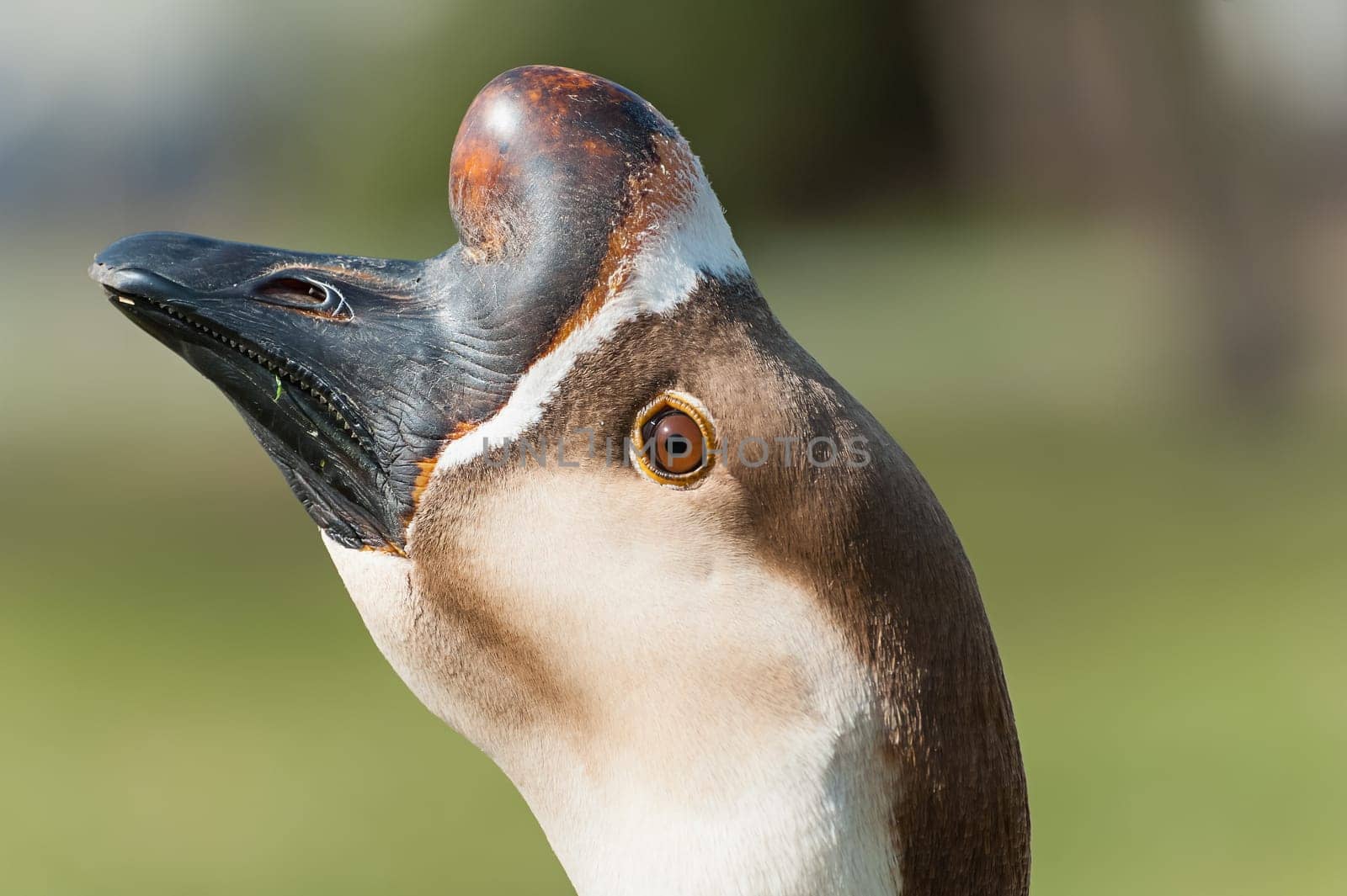 Portrait of Swan goose. Anser cignoides. Chinese goose.Fatty liver. Foie grass