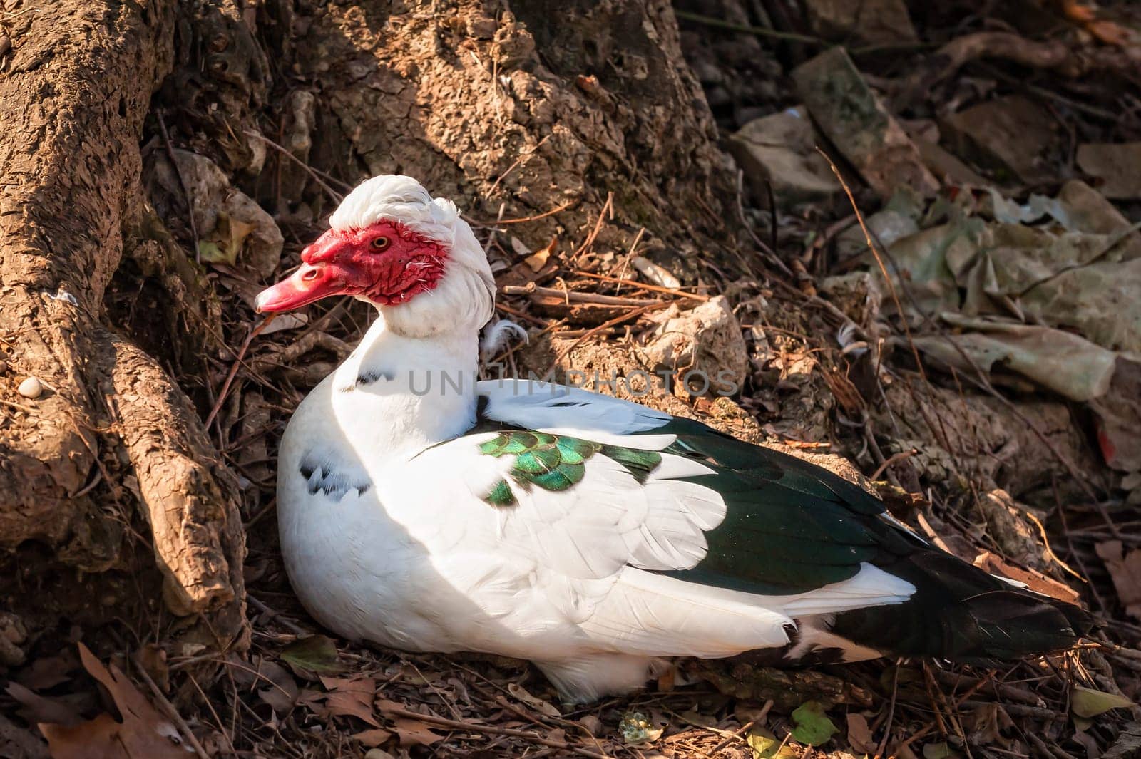 Muscovy duck (Cairina moschata). Domestic duck.