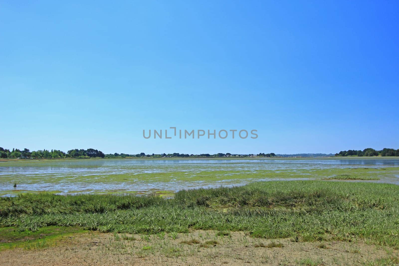 Salt marsh with spring (in the foreground) in the Gulf of Morbihan,Brittany,France