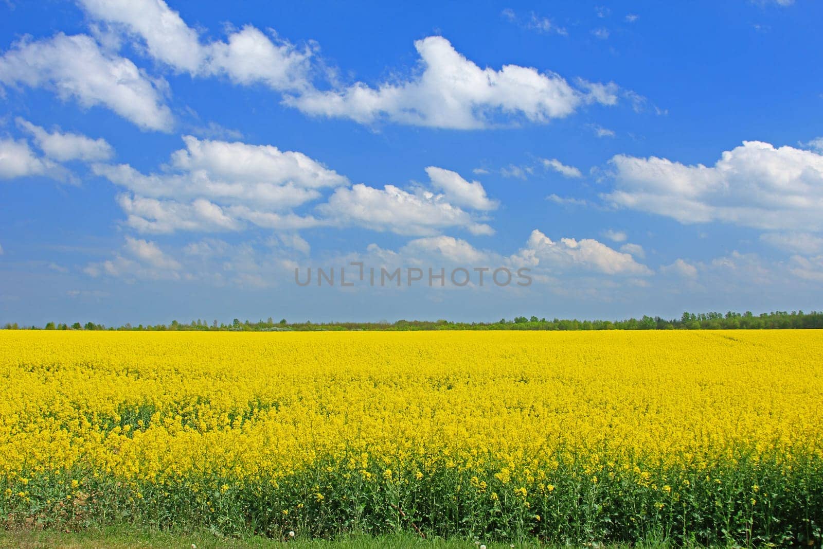 flowering rapeseed field in the blue,Saxony,Germany