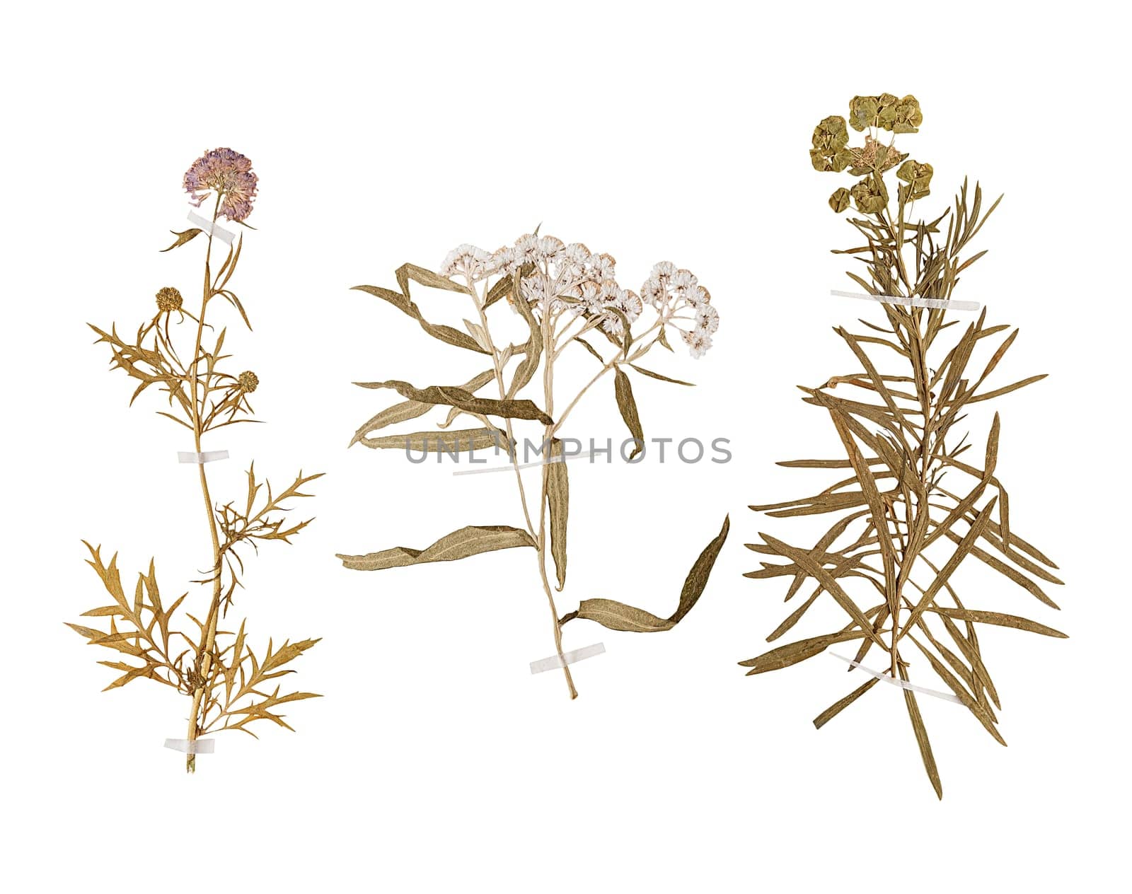 Set of herbarium wild dry pressed flowers and leaves, isolated