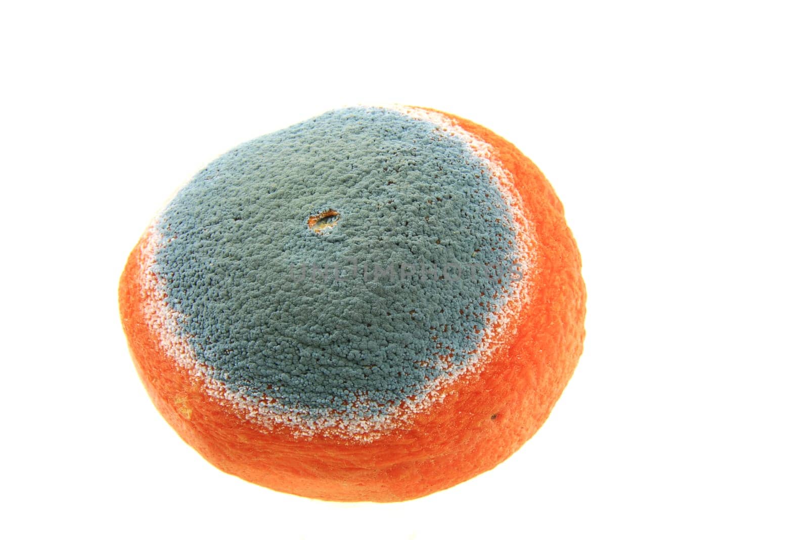 Mold on an orange,insulated against a white background
