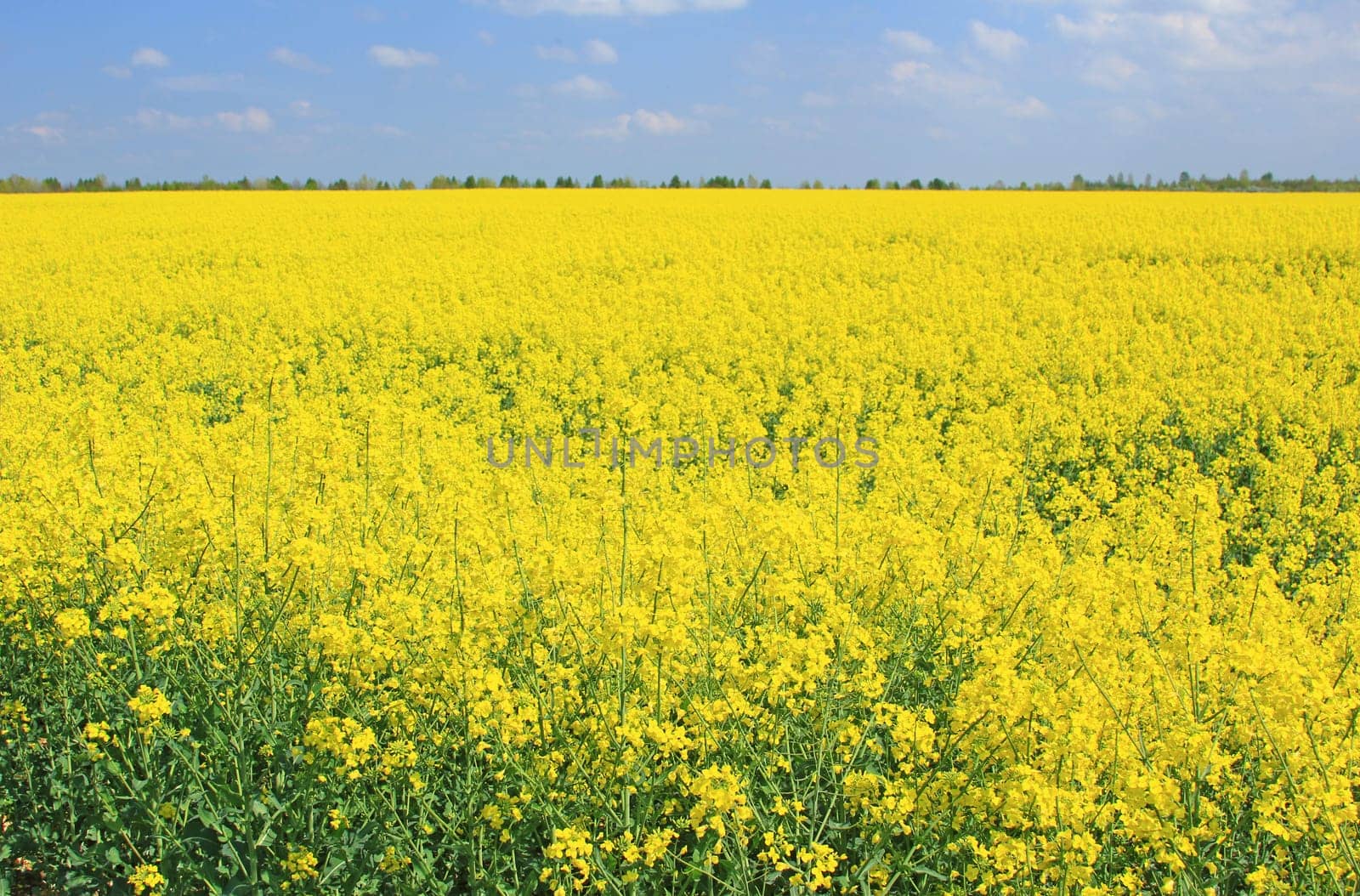 flowering rapeseed field in the blue,Saxony,Germany