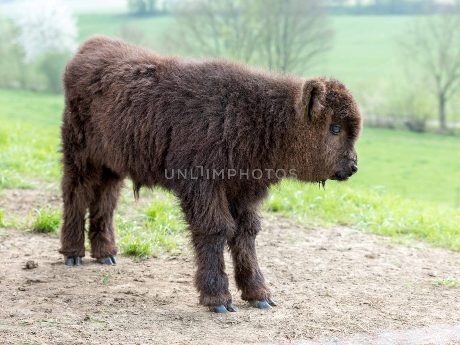 Scottish Highland cattle on a pasture