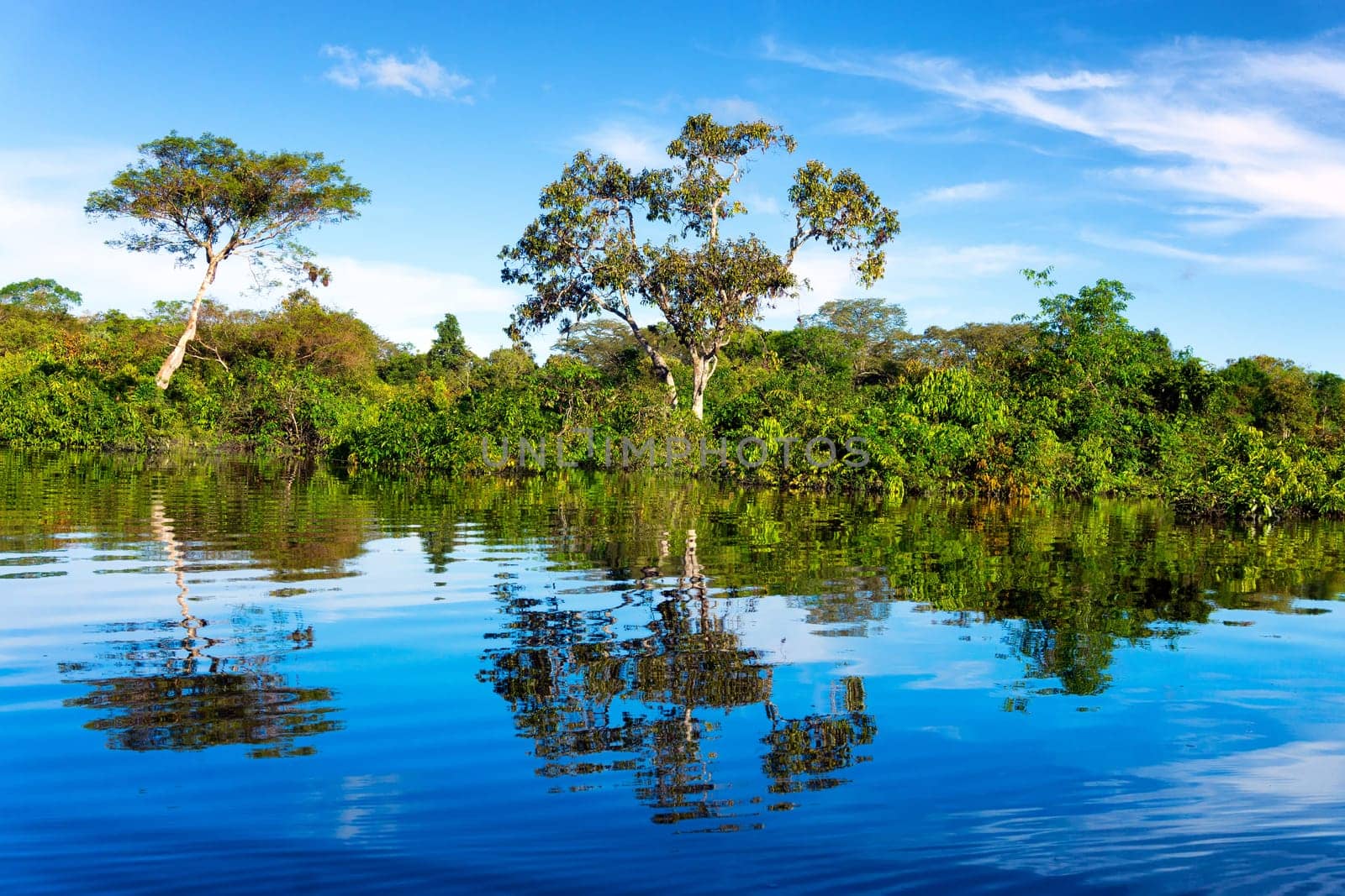 Beautiful reflection of the Amazon Rainforest in Brazil