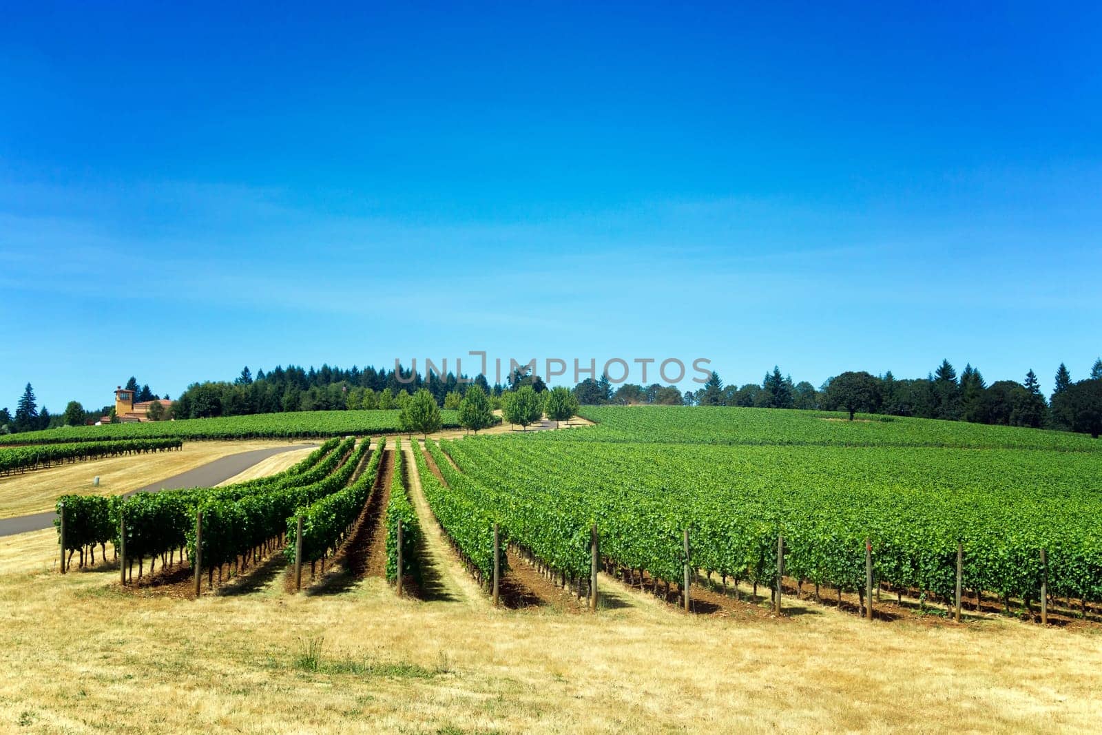 Rows of grapes for Pinot Noir in Dundee, Oregon